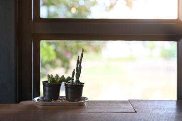 Cactus on pot with copy space on wood table.