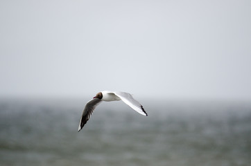 Fototapeta na wymiar seagulls at the sea