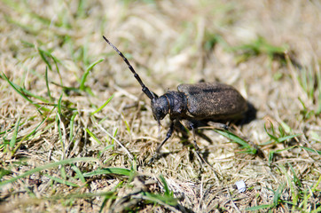 big beetle 