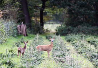 Deer and fawn in the woods