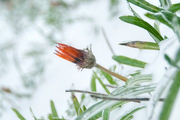 Frozen orange blossom of grass plant in the snow outdoor. Shallow depth of focus. Winter beauty concept.