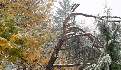 The first snow in the late fall. White snow flakes on the yellow autumn leaves on the branches of a...