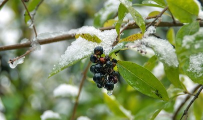 Beautiful white snow on the green leaves and dark purple fruits on the branch of deciduous tree in the park outdoor. Shallow depth of focus. Winter snowy beauty concept.