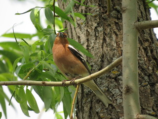 A finch perched on a branch with bushes and flowers in the background