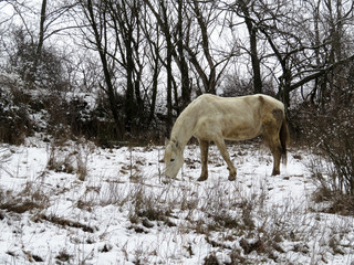 White horse grazing in the winter forest. Lost dirty horse eats dry grass on the snow in cloudy cold weather, depressing landscape 