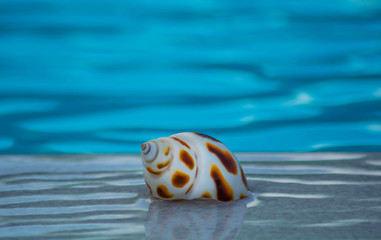 Seashell. Decorative seashell on edge of pool with the blue calm waters of the swimming pool as background. Seashell with a clear blue water background.