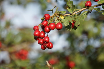Frutti di biancospino (Crataegus oxyacantha)