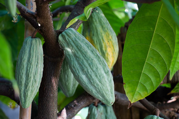 Focus Cocoa  In the garden, Cocoa is an economic crop. Useful can be processed. Drinks, condiments, cosmetics It is a plant that is grown around the world.