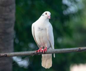 Dove