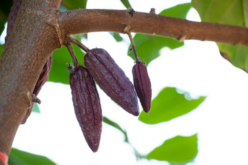 Focus Cocoa  In the garden, Cocoa is an economic crop. Useful can be processed. Drinks, condiments, cosmetics It is a plant that is grown around the world.