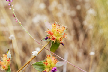 dried field grass and flower in background and nature