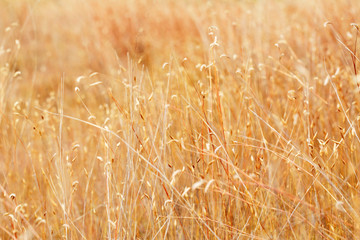dried field grass and flower in background and nature