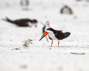 Downy chick sees adult with fish