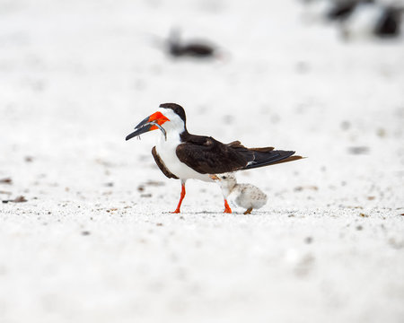 Downy chick with adult black skimmer holding fish