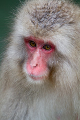 Portrait of a Japanese Snow Monkey in the thermal hot springs near Nagano, Japan