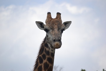 Giraffe Bull, South Africa