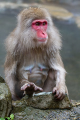 Japanese Snow Monkey bathing in the thermal hot springs of Jigokudani, Japan
