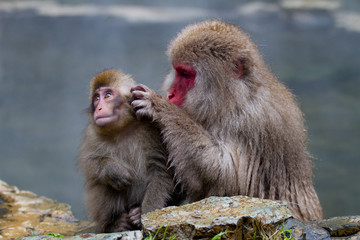 Japanese Snow Monkeys grooming near the thermal hot spring waters in Jigokudani, Japan