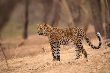 Fototapeta na wymiar Indian leopard, Panthera pardus fusca, Jhalana, Rajasthan, India.