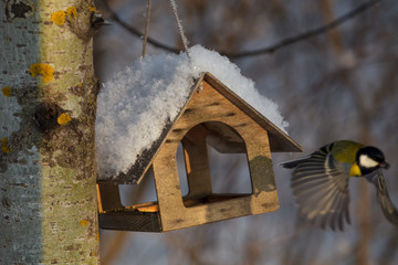 A little bird chickadee