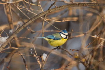A little bird chickadee / blue tit