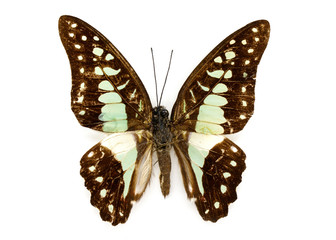 Image of Common Jay Butterfly (Graphium dosan) on white background. Insect. Animal