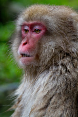 Portrait of a Japanese Snow Monkey in the thermal hot springs near Nagano, Japan