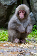 Baby Japanese Snow Monkey Macaque in Jigokudani, Japan