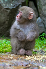 Baby Japanese Snow Monkey Macaque in Jigokudani, Japan
