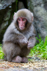Baby Japanese Snow Monkey Macaque in Jigokudani, Japan