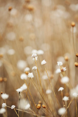 dried field grass and flower in background and nature