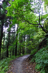 Trails in the forest near Nagano, Jigokudani, Japan