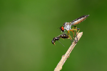 Image of Robber fly(Asilidae) eat the bait on a tree branch. Insect. Animal.