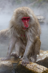 Japanese Snow Monkey bathing in the thermal hot springs of Jigokudani, Japan