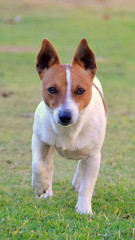 Jack Russel Terrier