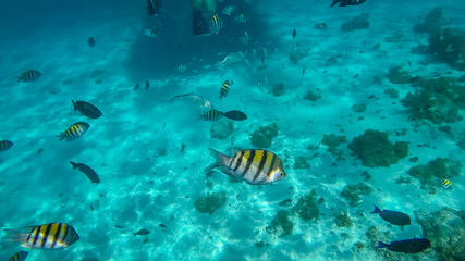 Naklejka na ściany i meble Snorkeling in the Cayman Islands