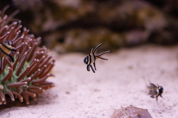 Closeup of exotic fish in aquarium