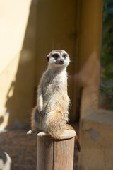 Fototapeta premium Suricata suricatta in zoo