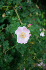 Fototapeta premium White flower in the garden