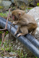 Baby Japanese Snow Monkey Macaque in Jigokudani, Japan