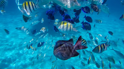 Snorkeling in the Cayman Islands