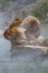 Fototapeta premium Japanese Snow Monkeys grooming near the thermal hot spring waters in Jigokudani, Japan