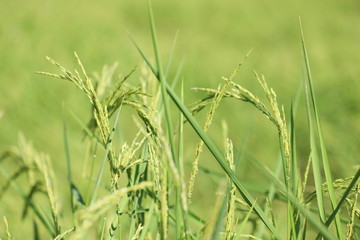 rice plant ต้นข้าว