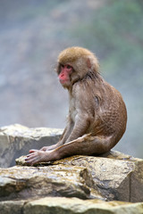 Japanese Snow Monkey bathing in the thermal hot springs of Jigokudani, Japan
