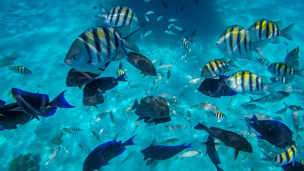 Fototapeta na wymiar Snorkeling in the Cayman Islands