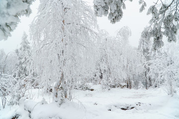 Beautiful white winter forest landscape with trees covered with snow, fairy tale