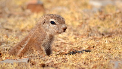 Naklejka na ściany i meble Ground Squirrel, South Africa