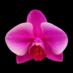 orchid flower isolated on black background