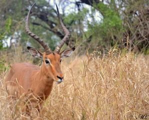 Impala Ram, South Africa