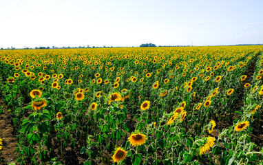Obraz premium Sunflowers